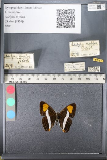 Media type: image;   Entomology 145509